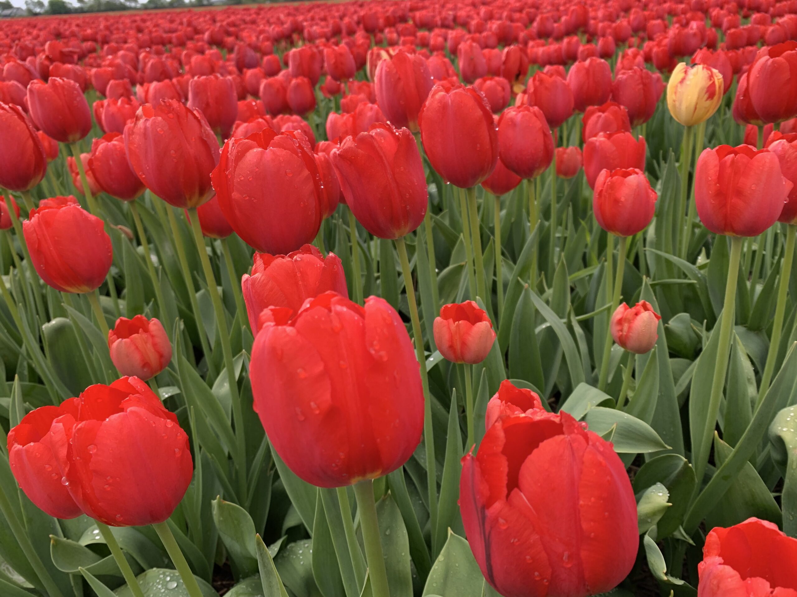 red tulips 