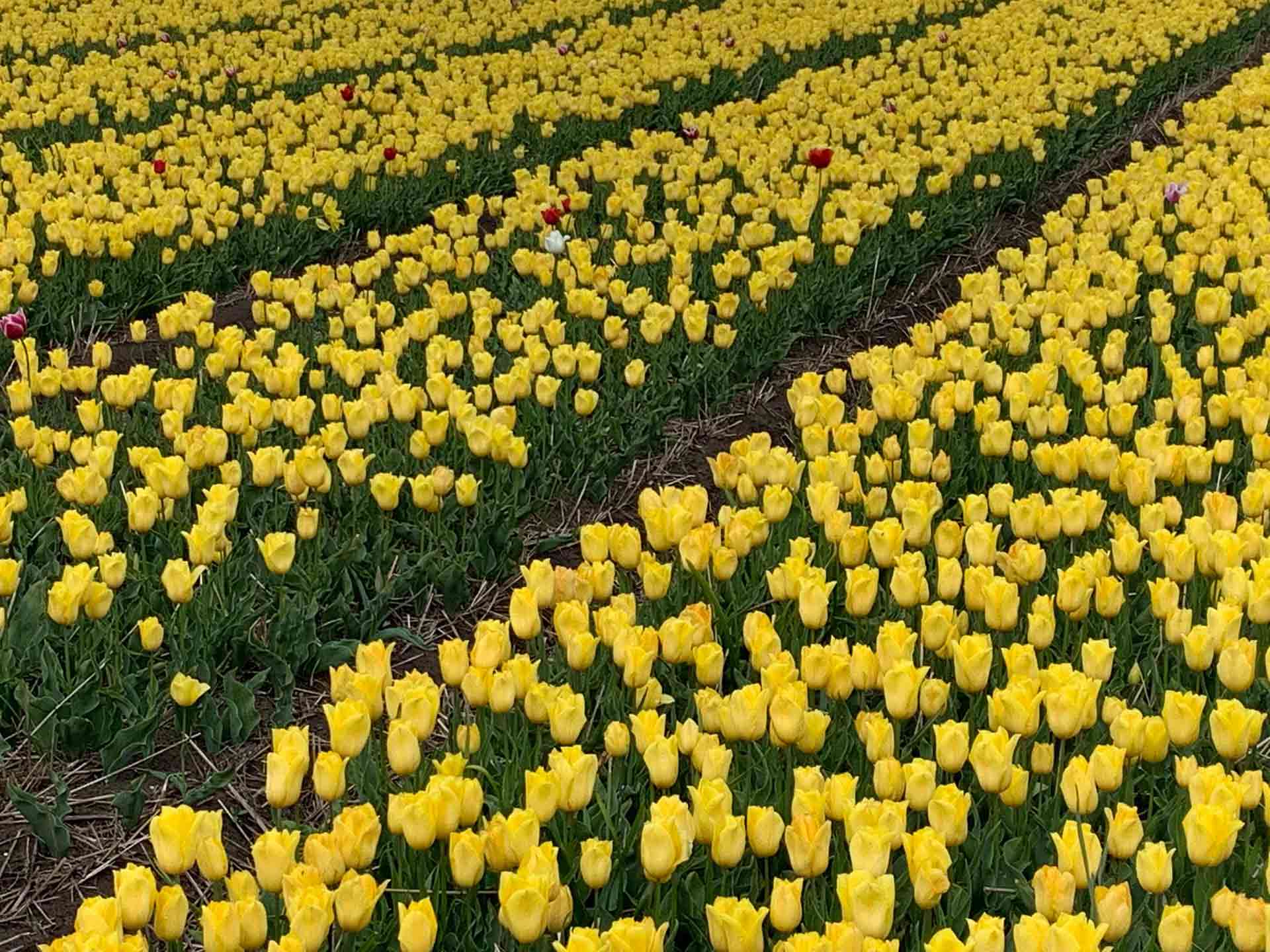 Field of yellow flowers 